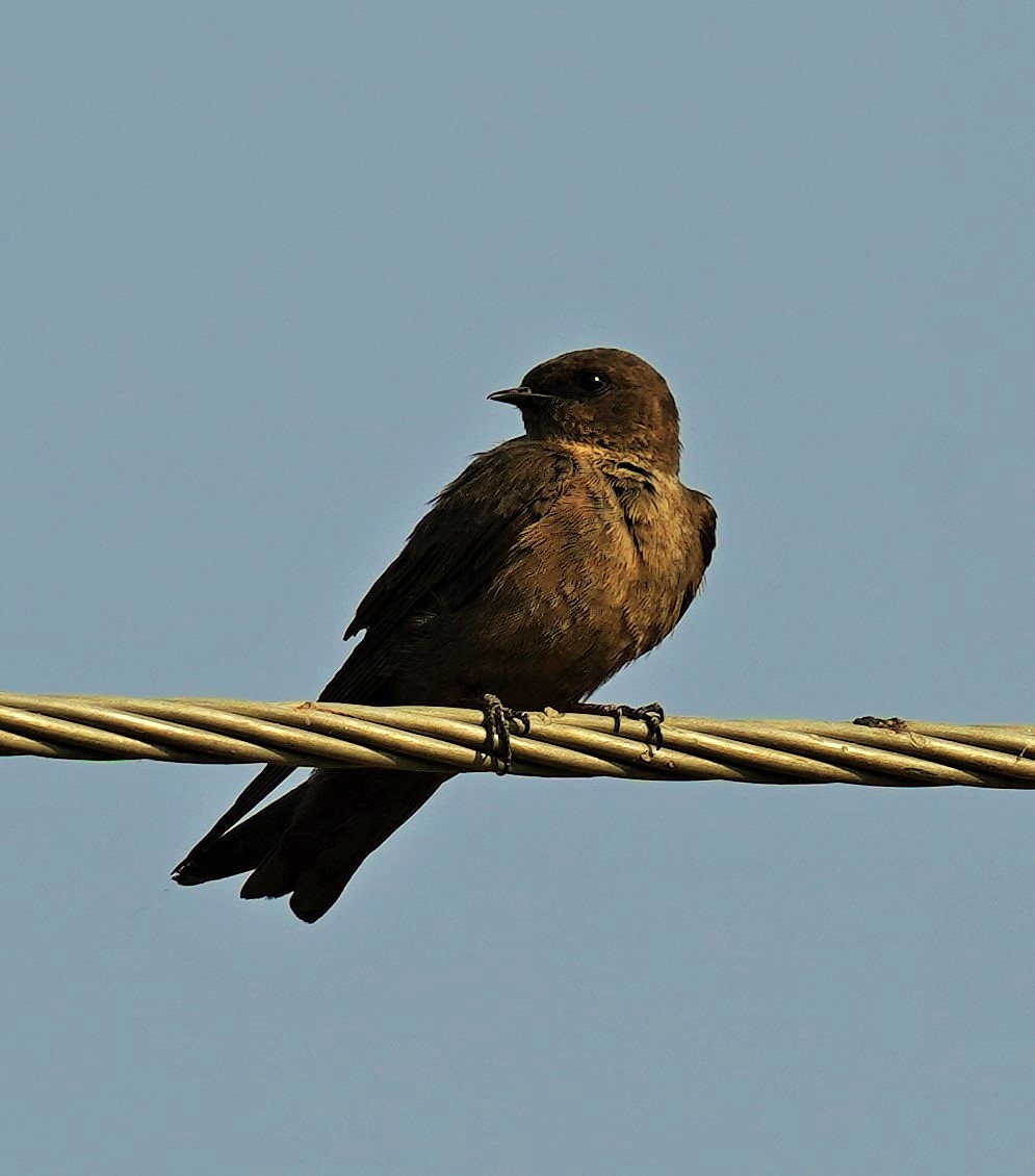 Dusky Crag-Martin - chaitanya maringanti