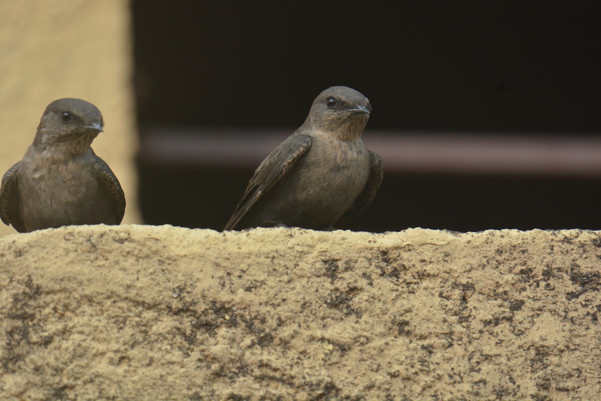 Dusky Crag-Martin - chaitanya maringanti