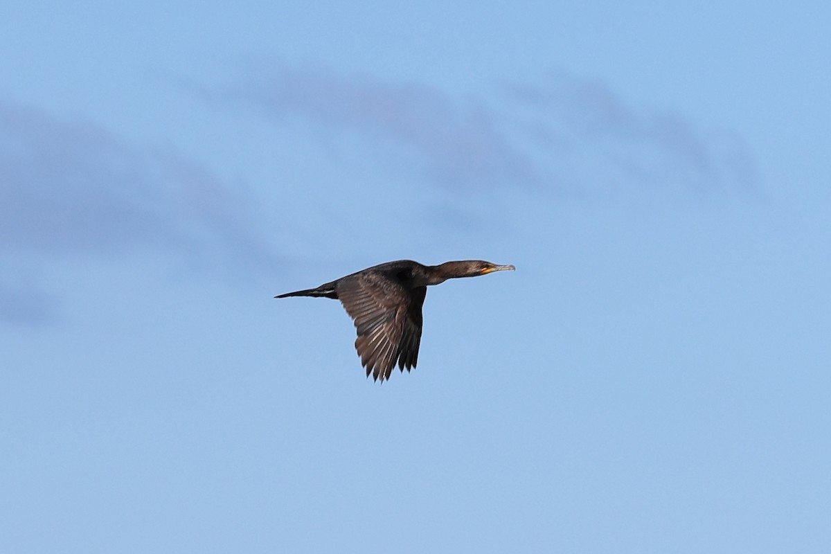 Double-crested Cormorant - ML619604549