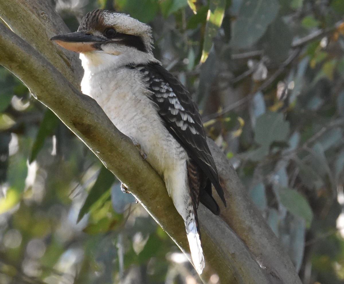 Laughing Kookaburra - Mark Tarnawski