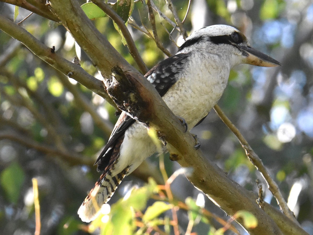 Laughing Kookaburra - Mark Tarnawski