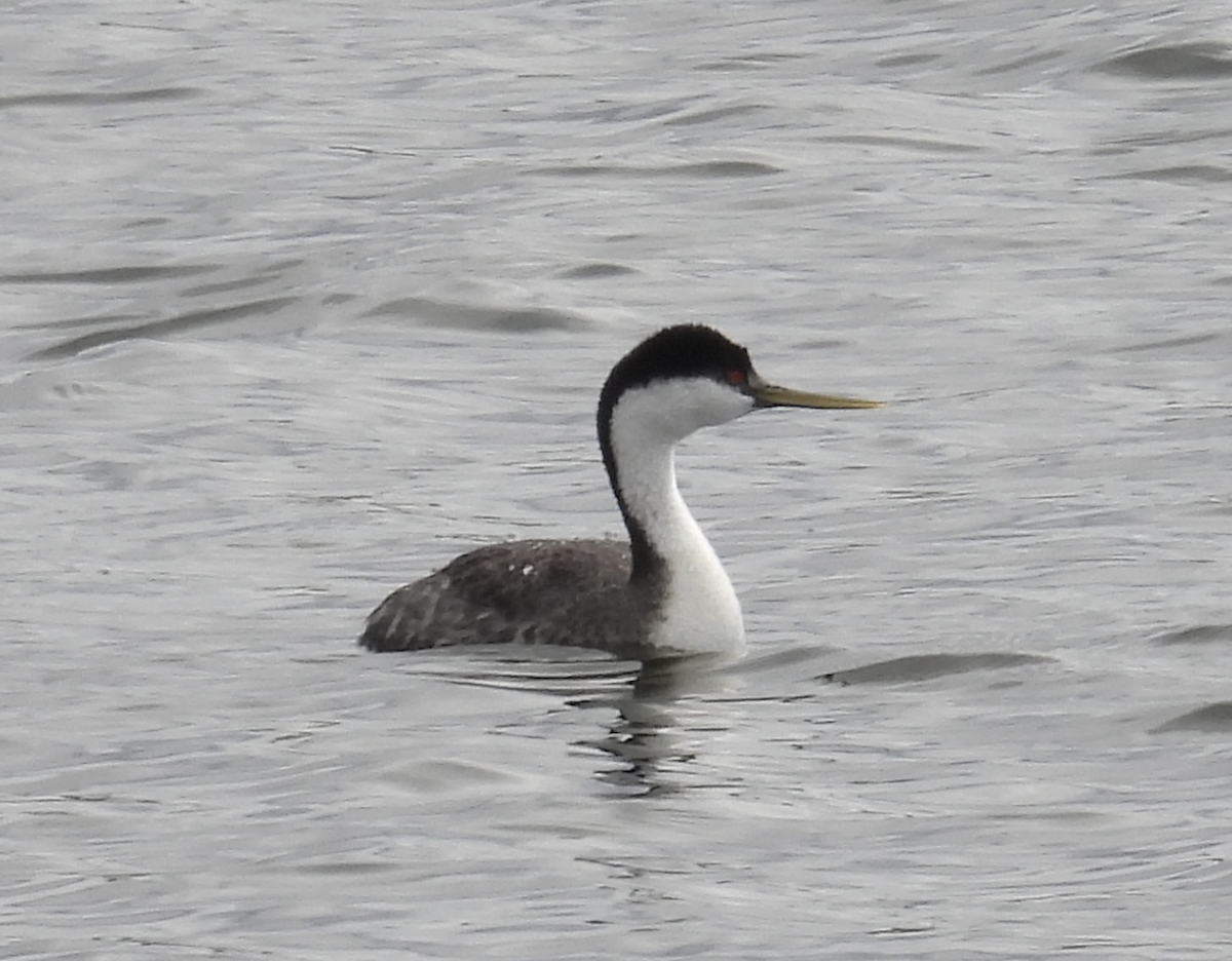 Western Grebe - Barry Stephenson