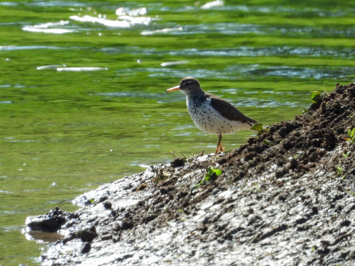 Spotted Sandpiper - Ellen Star