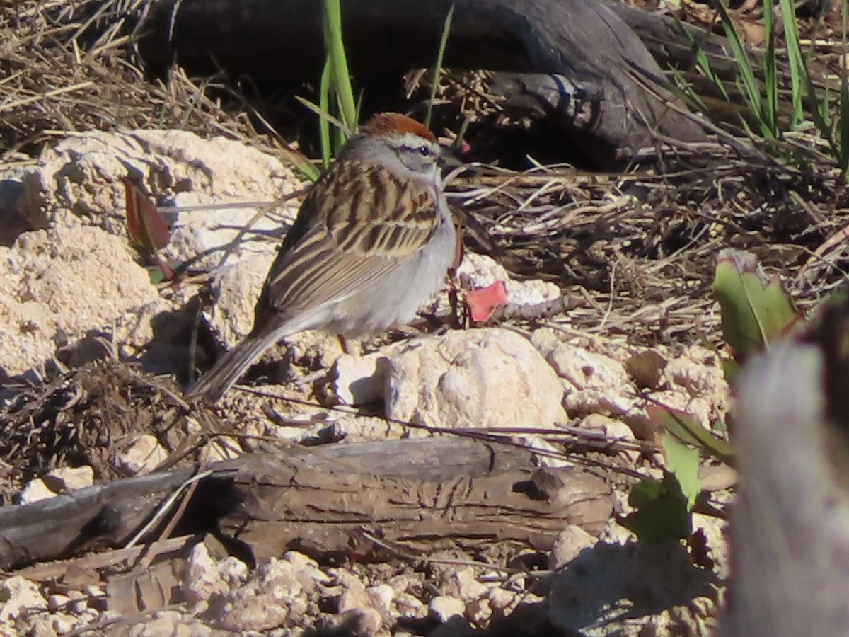 Chipping Sparrow - Ursula  Mitra