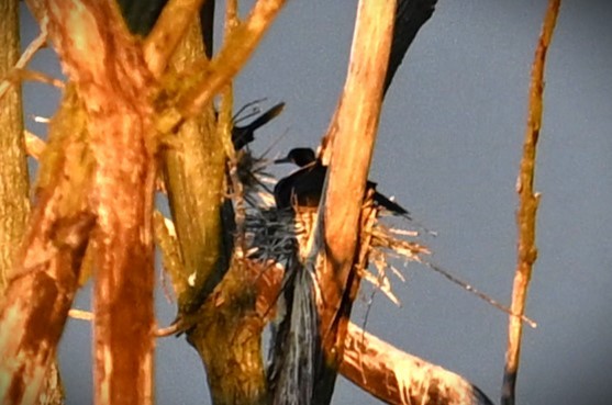 Double-crested Cormorant - Wayne Wauligman