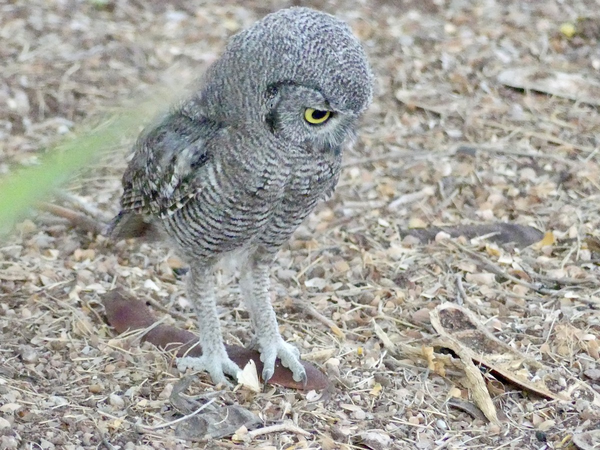 Western Screech-Owl - Dennis Wolter