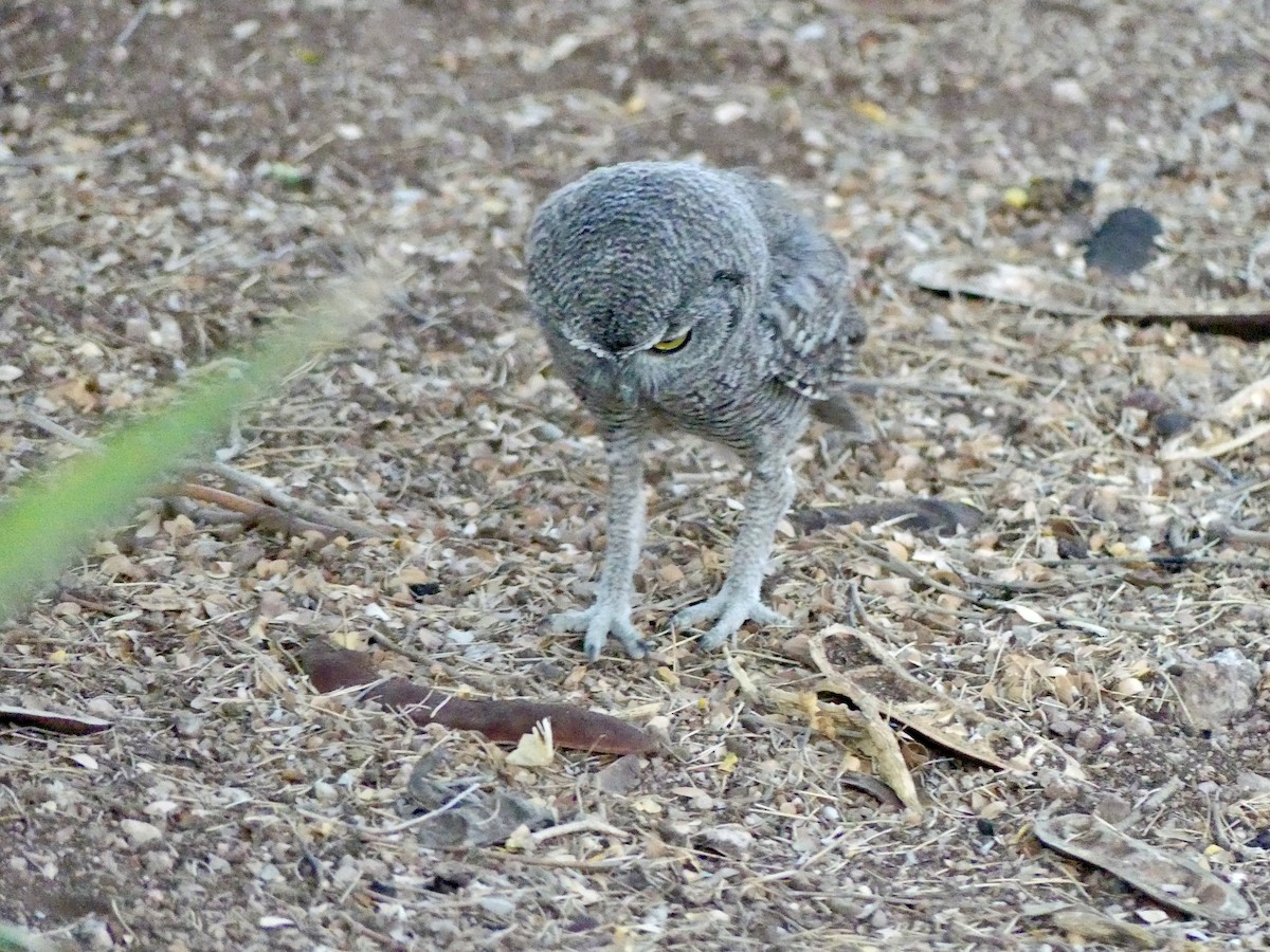 Western Screech-Owl - Dennis Wolter