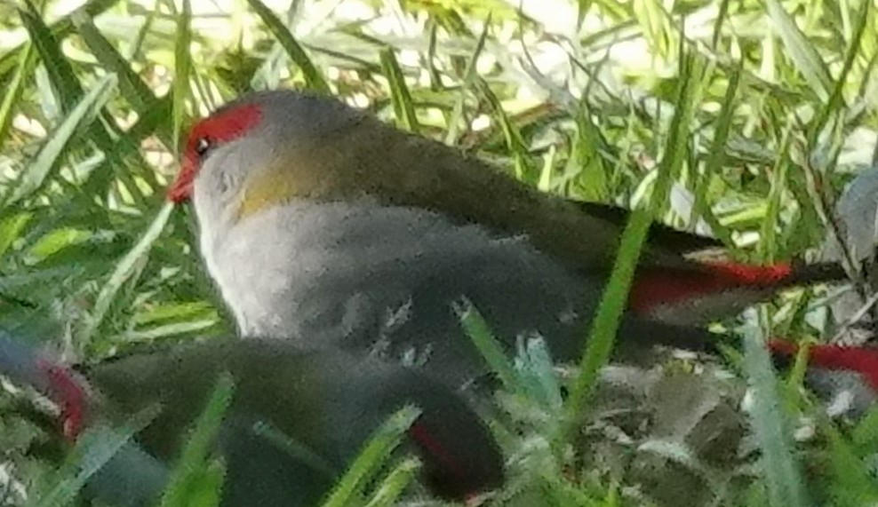Red-browed Firetail - ML619604583