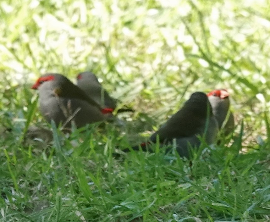 Red-browed Firetail - ML619604584