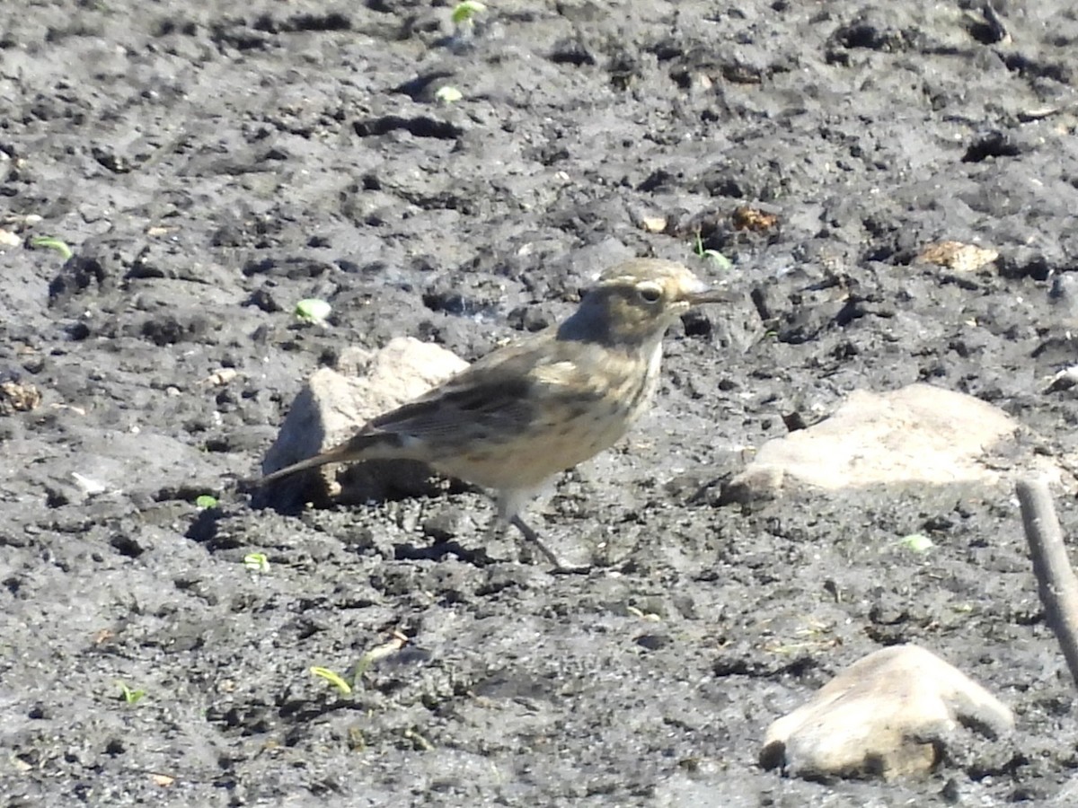 American Pipit - ML619604607