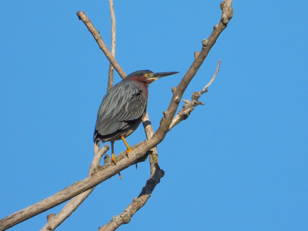 Green Heron - Ellen Star