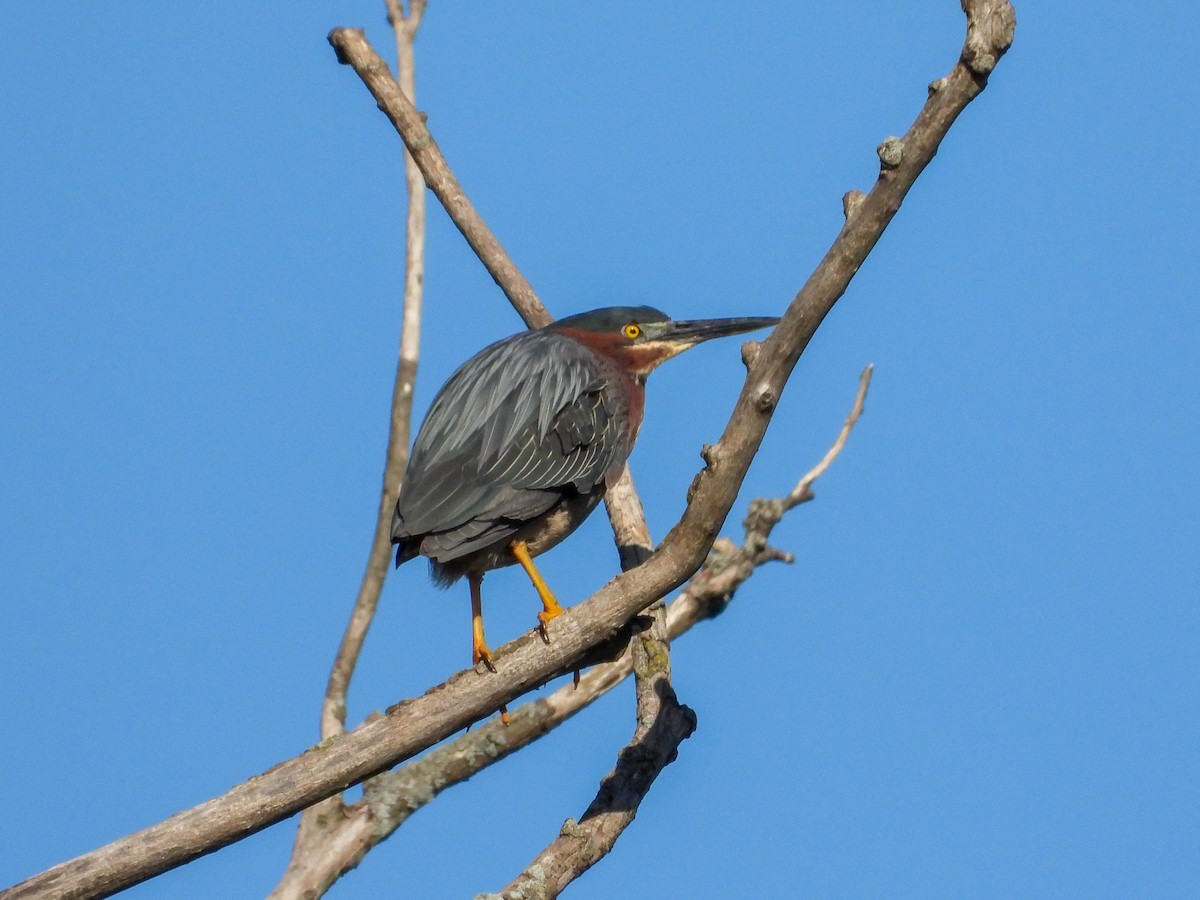 Green Heron - Ellen Star