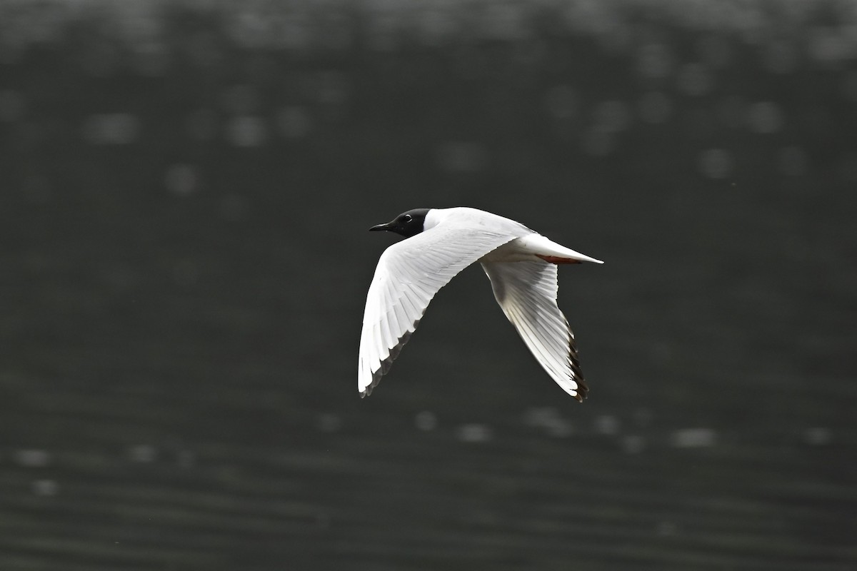 Bonaparte's Gull - Cameron Heusser