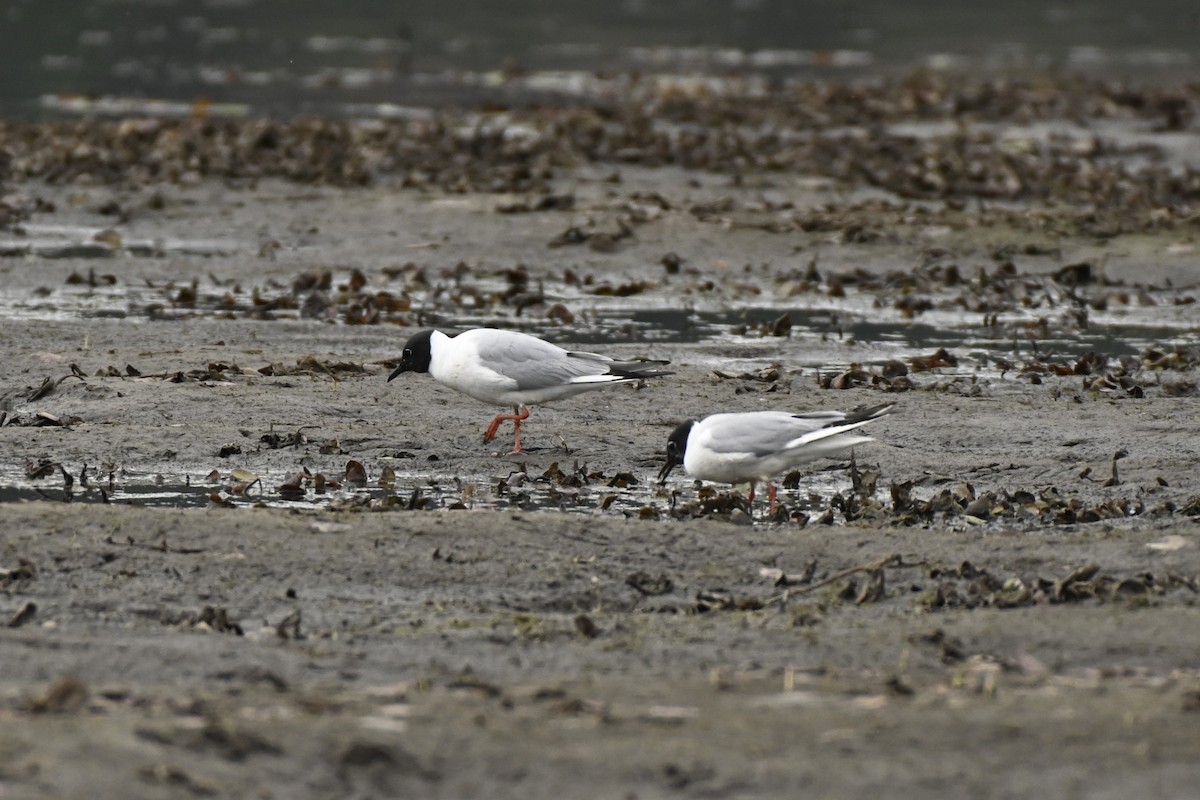 Bonaparte's Gull - Cameron Heusser