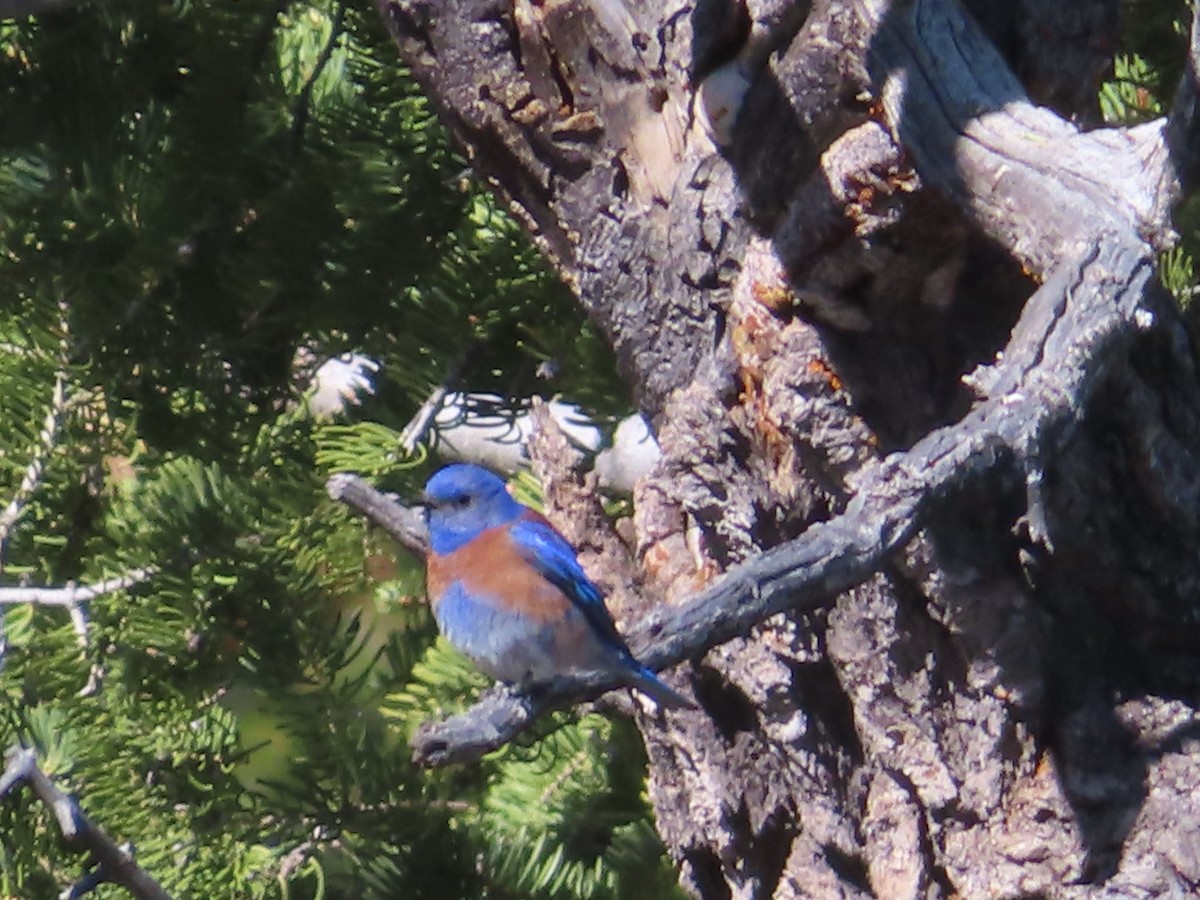 Mountain Bluebird - Ursula  Mitra