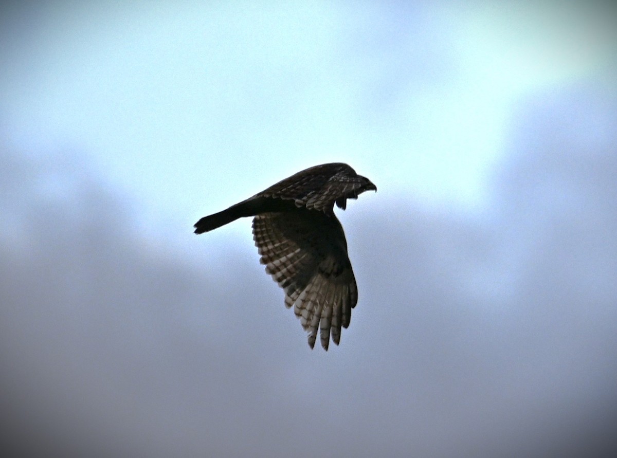 Red-tailed Hawk - Wayne Wauligman