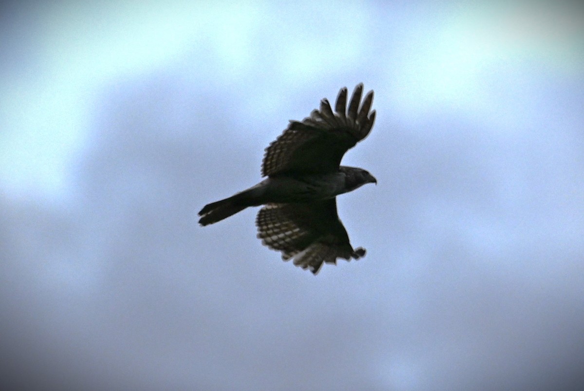 Red-tailed Hawk - Wayne Wauligman