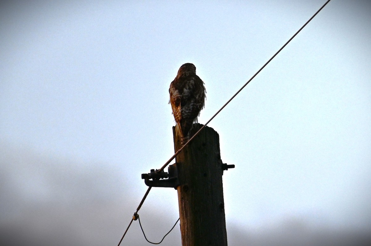 Red-tailed Hawk - Wayne Wauligman