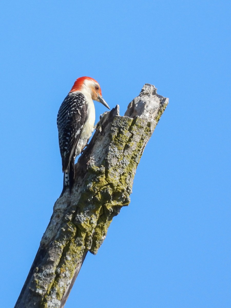 Red-bellied Woodpecker - Ellen Star