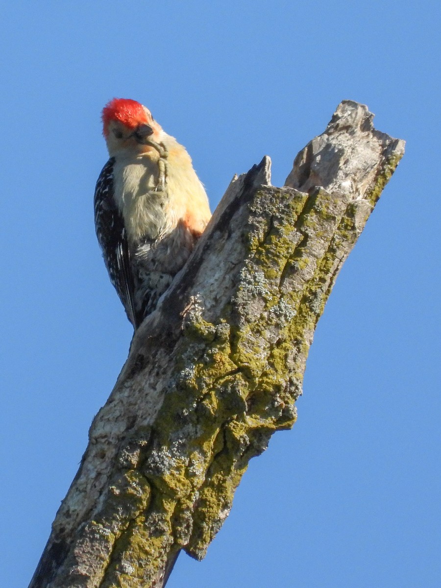 Red-bellied Woodpecker - Ellen Star