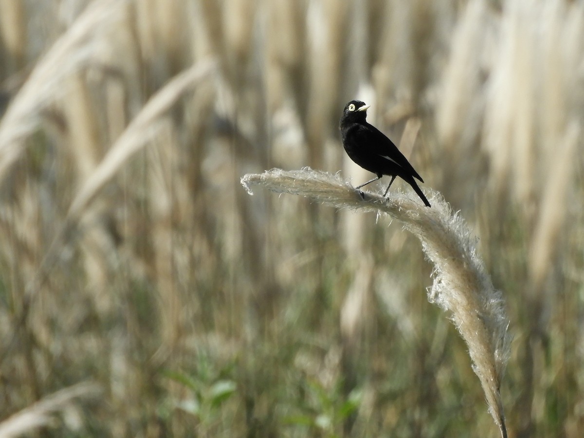 Spectacled Tyrant - ML619604627