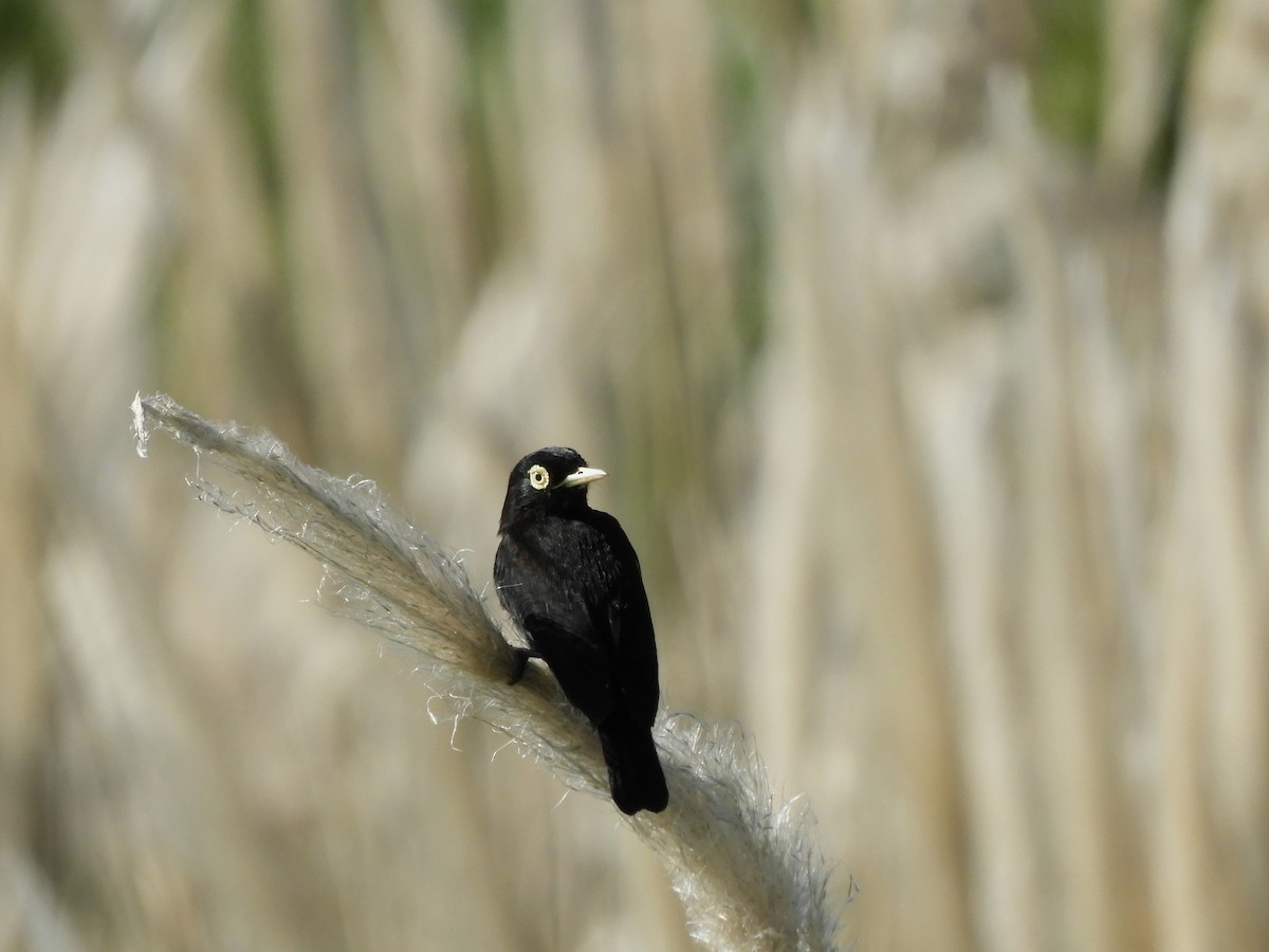 Spectacled Tyrant - ML619604628