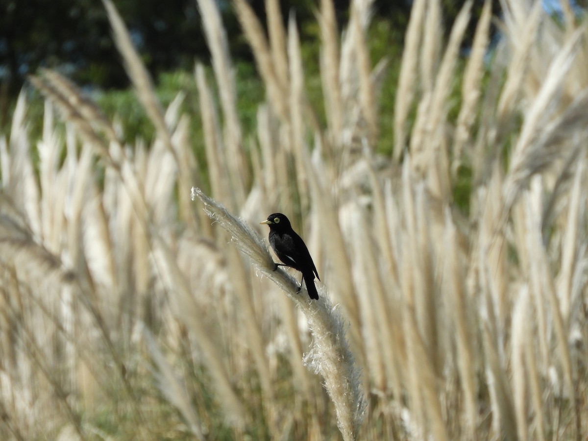 Spectacled Tyrant - ML619604631