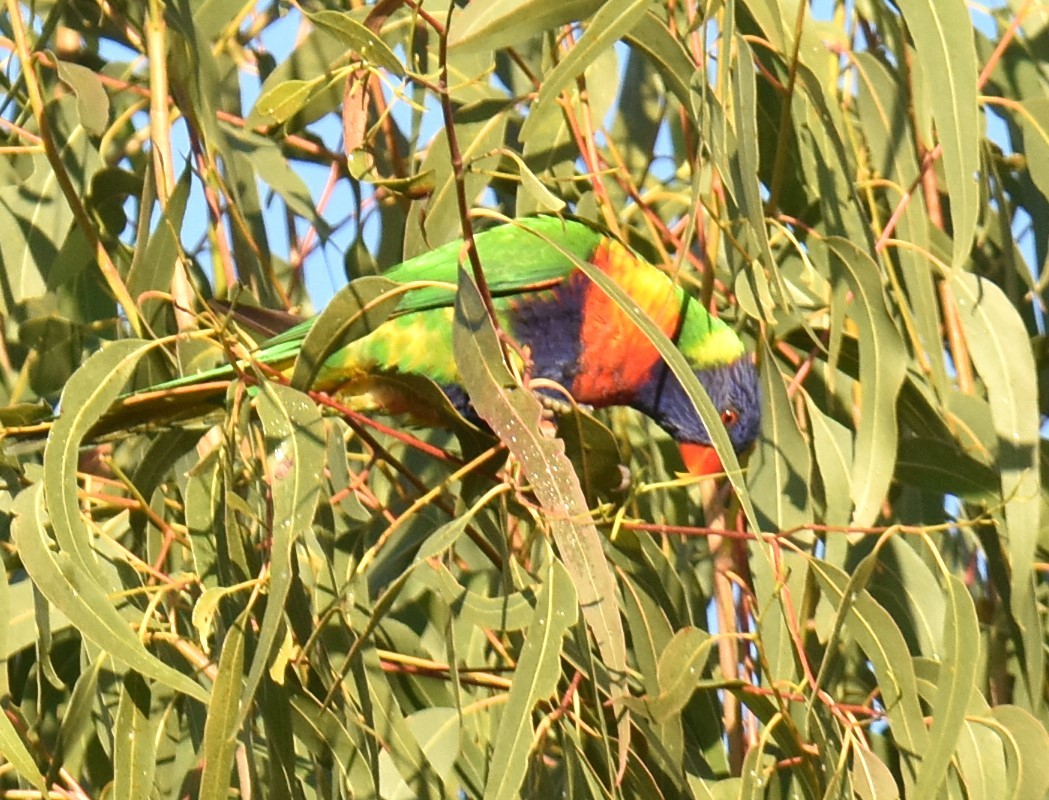 Rainbow Lorikeet - Mark Tarnawski