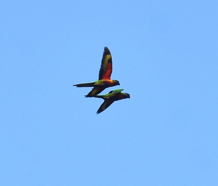 Rainbow Lorikeet - Mark Tarnawski