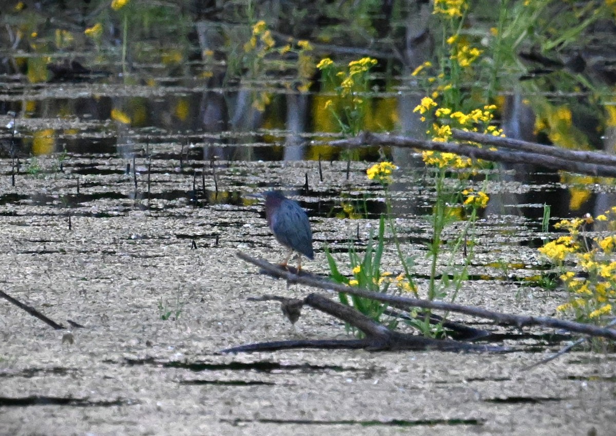 Green Heron - Wayne Wauligman