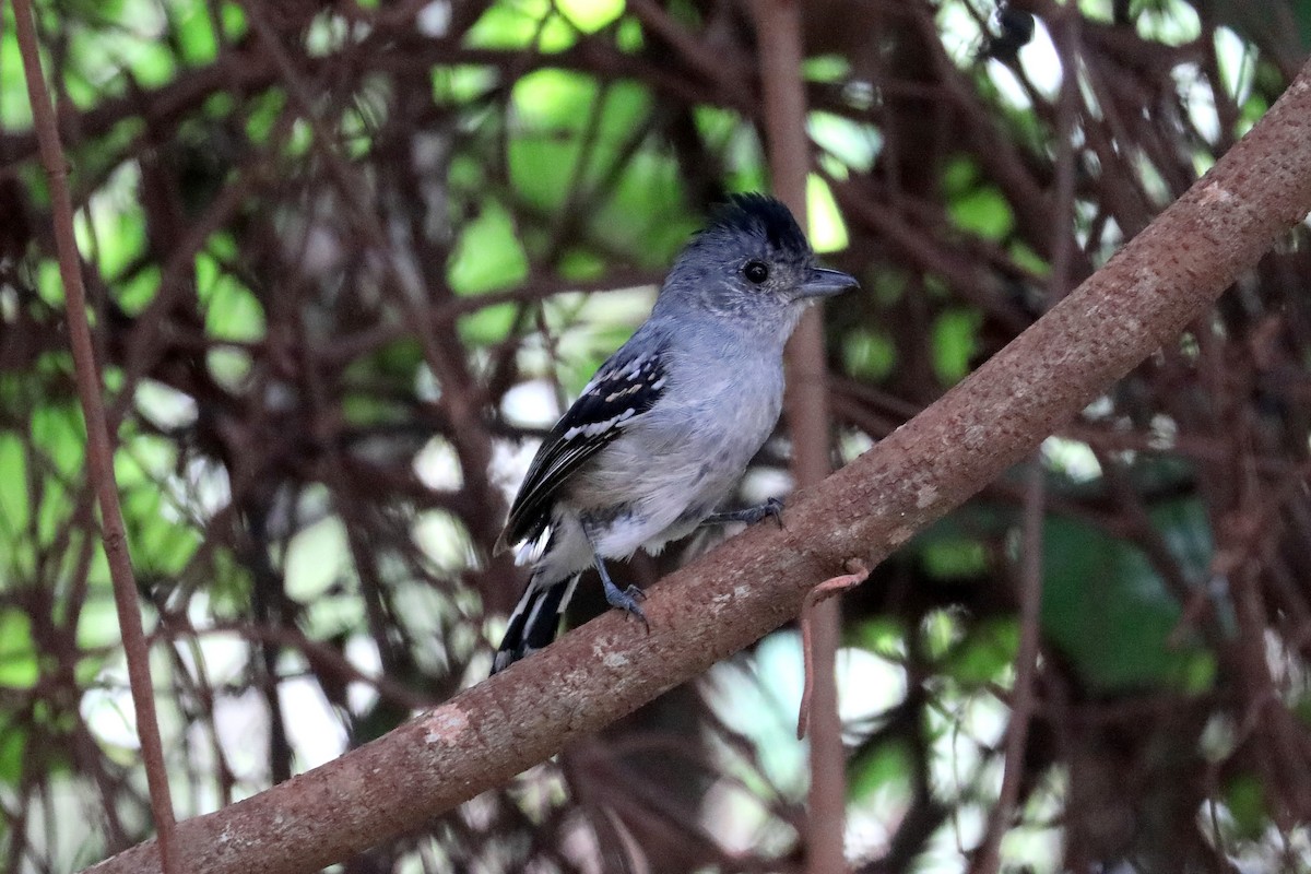 Planalto Slaty-Antshrike - Stephen Gast