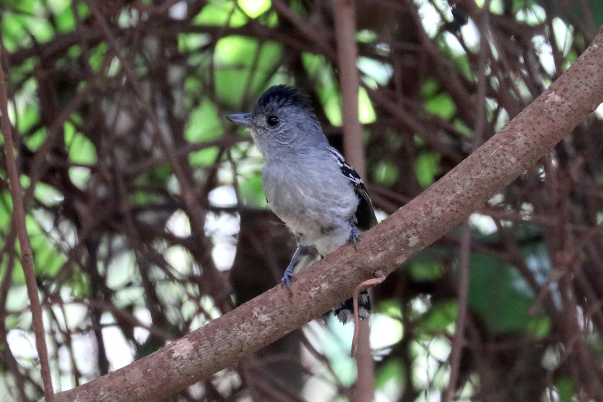 Planalto Slaty-Antshrike - Stephen Gast