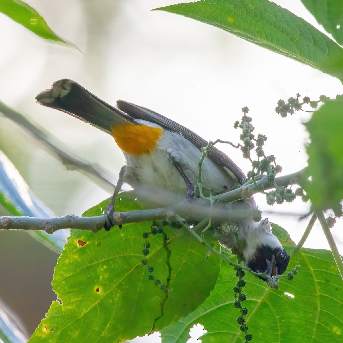 Bulbul Ventridorado - ML619604648