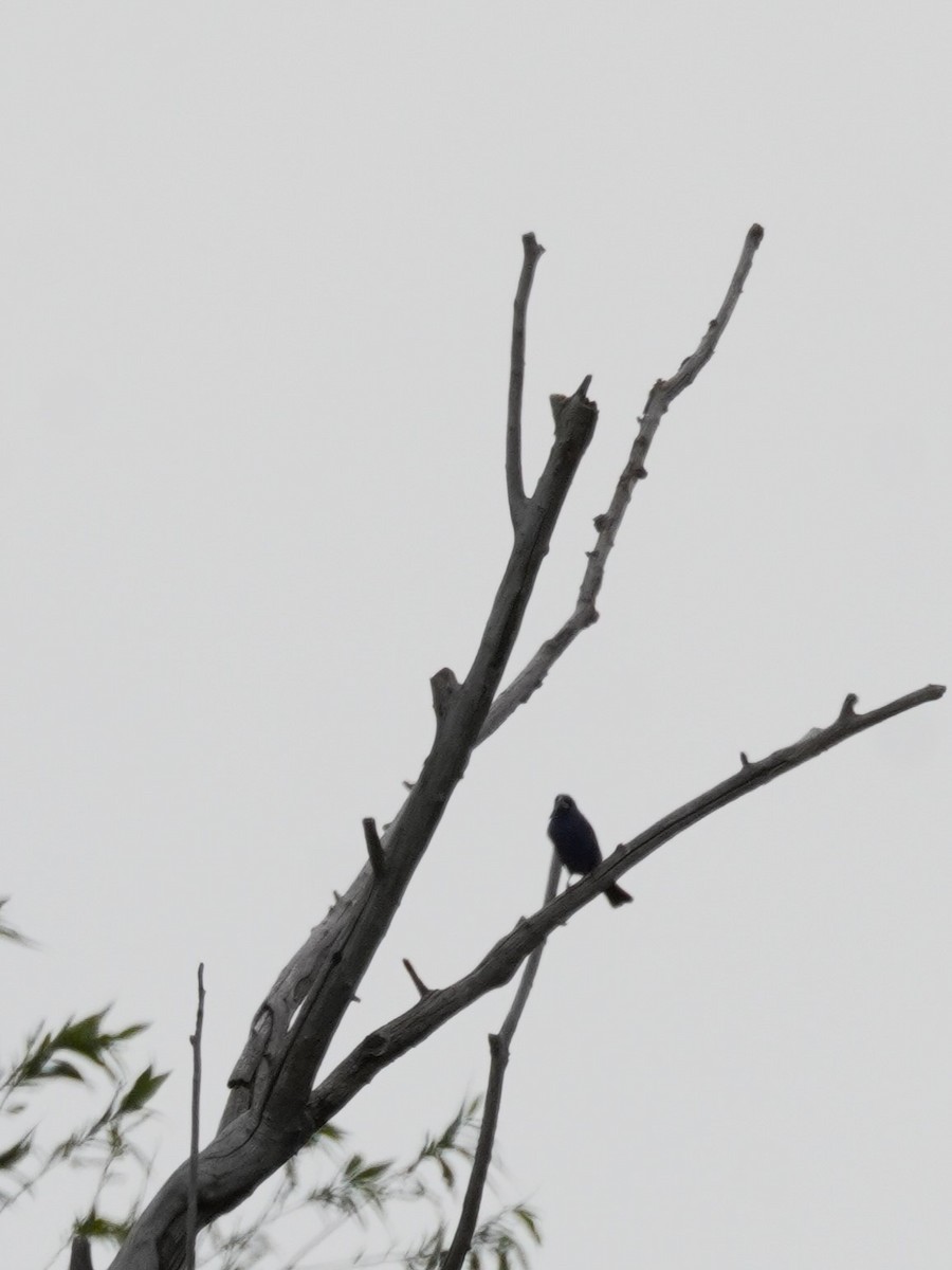 Blue Grosbeak - Kristy Dhaliwal