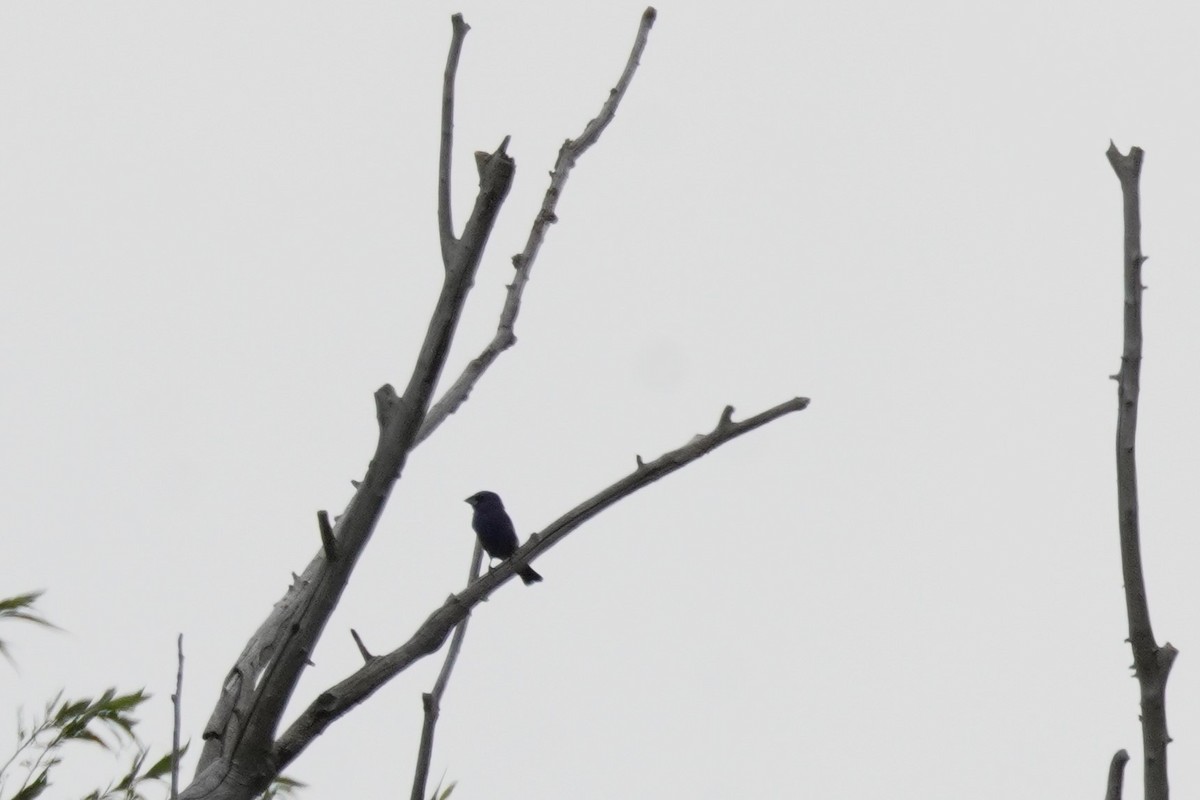 Blue Grosbeak - Kristy Dhaliwal