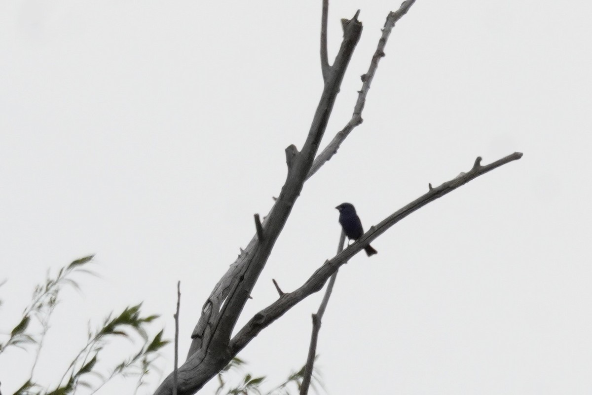 Blue Grosbeak - Kristy Dhaliwal