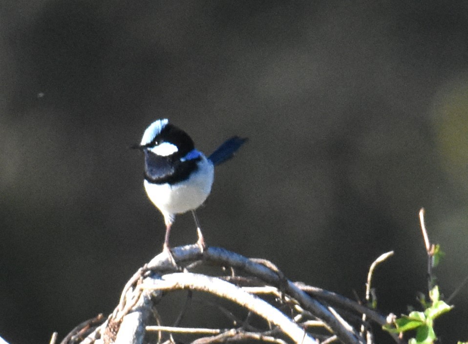 Superb Fairywren - Mark Tarnawski