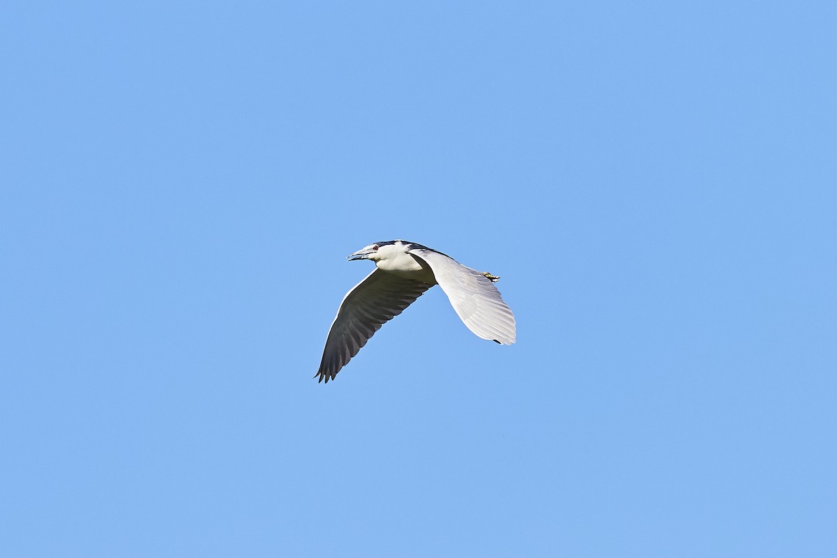 Black-crowned Night Heron - JM Fleischer