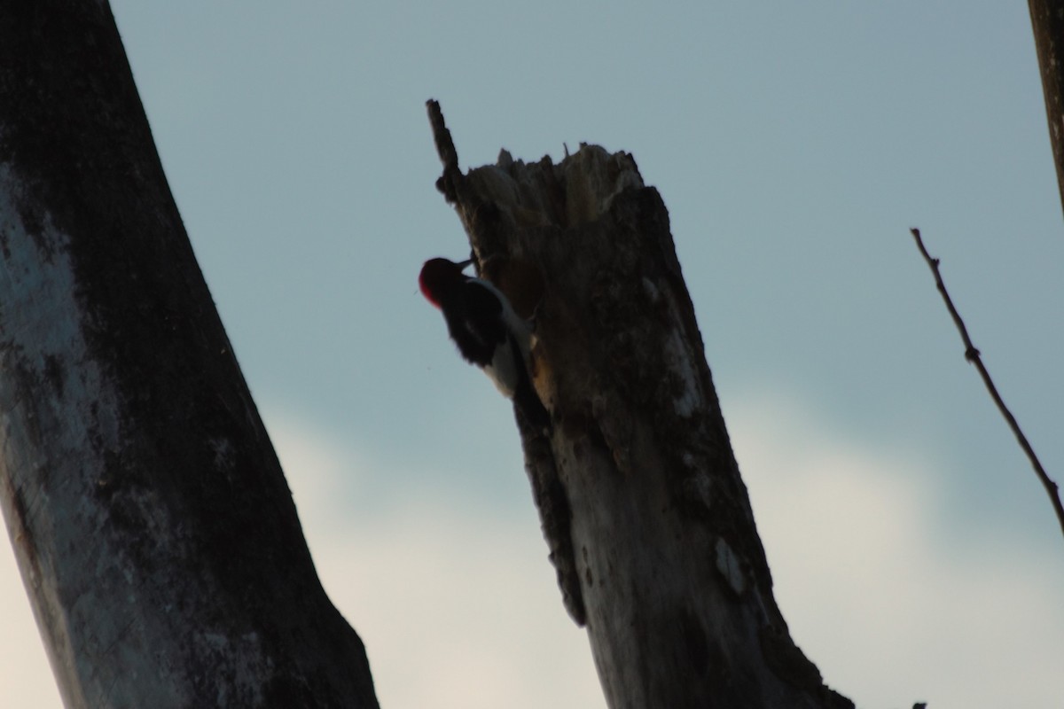 Red-headed Woodpecker - Malcolm Bishop