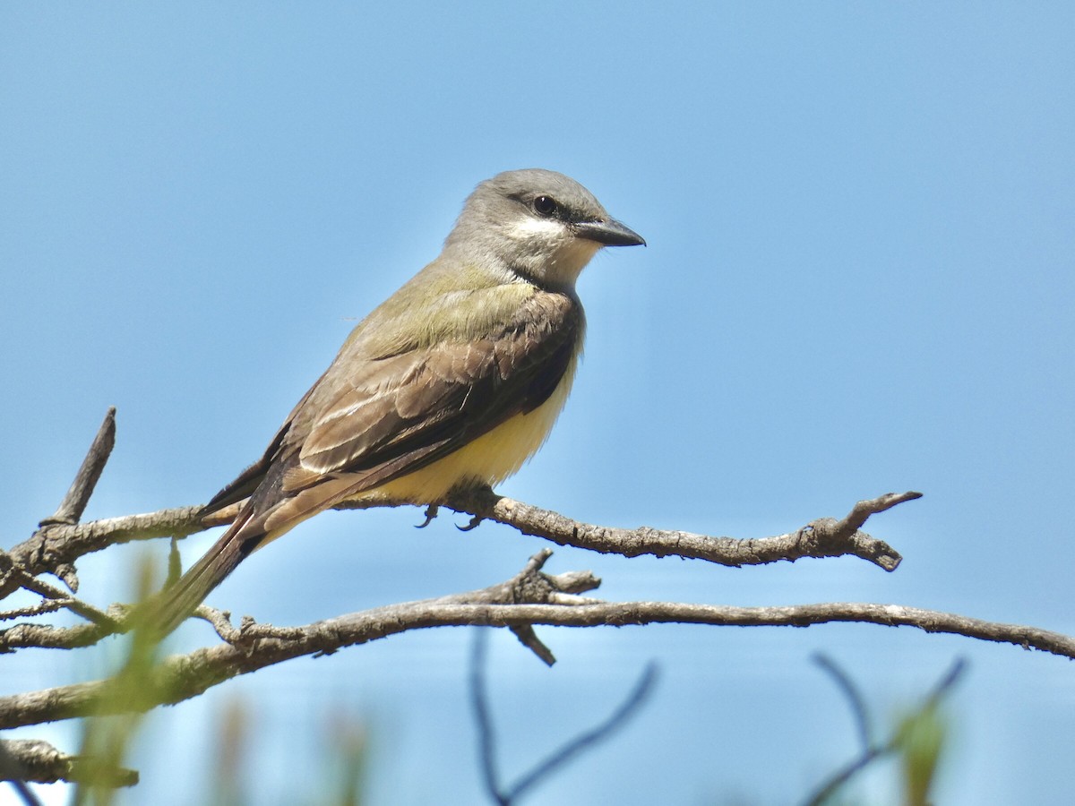 Schmalschnabel-Königstyrann - ML619604660