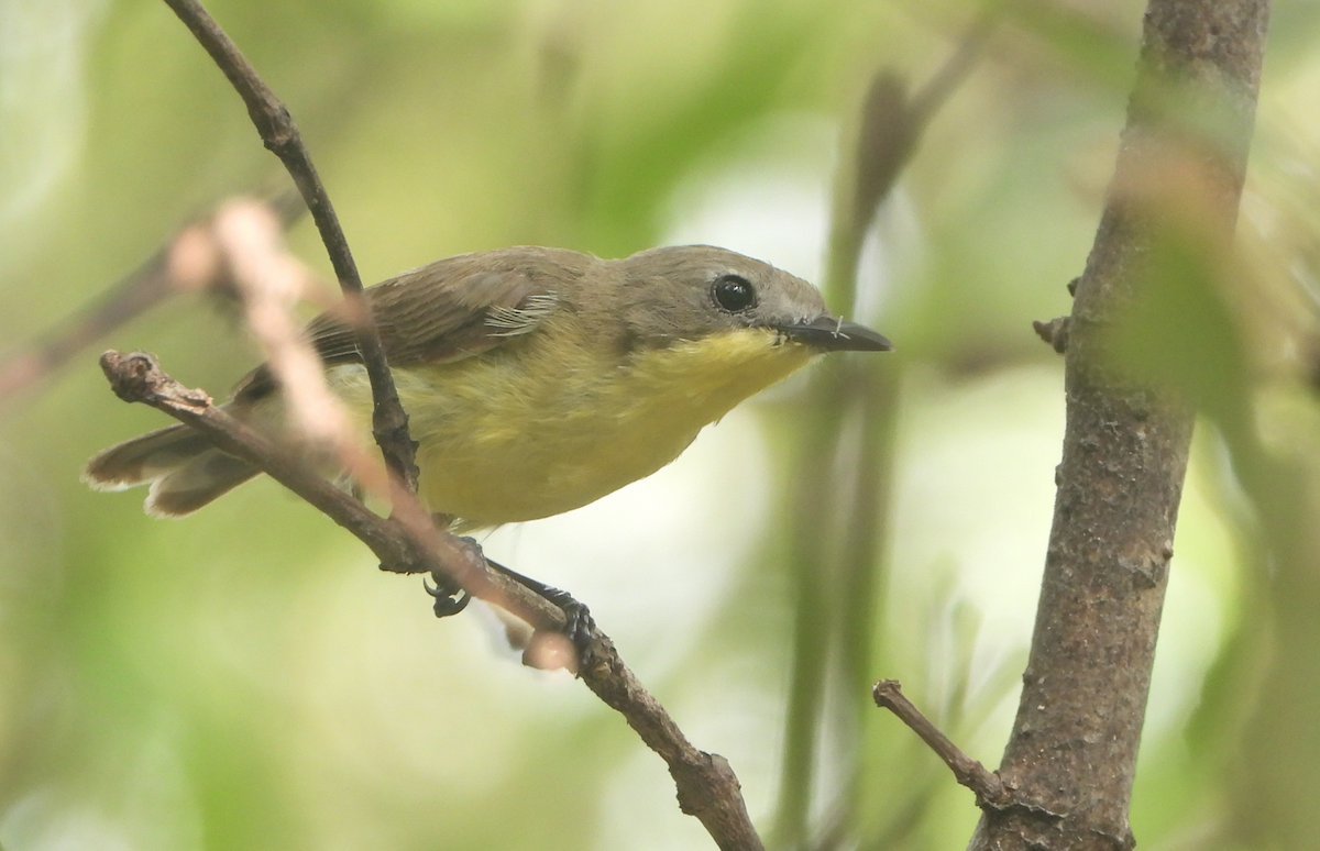 Golden-bellied Gerygone - Alfred McLachlan-Karr