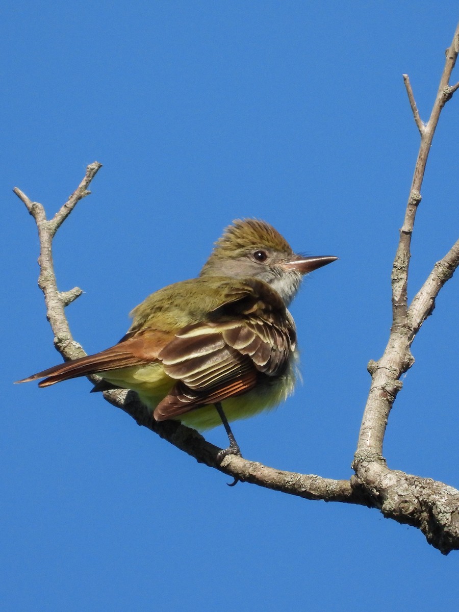 Great Crested Flycatcher - Ellen Star