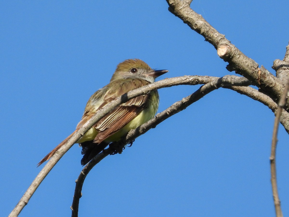 Great Crested Flycatcher - Ellen Star