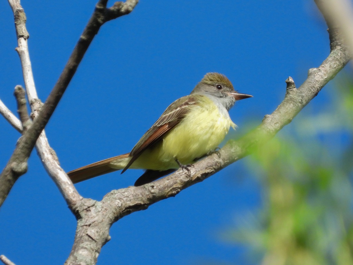 Great Crested Flycatcher - Ellen Star