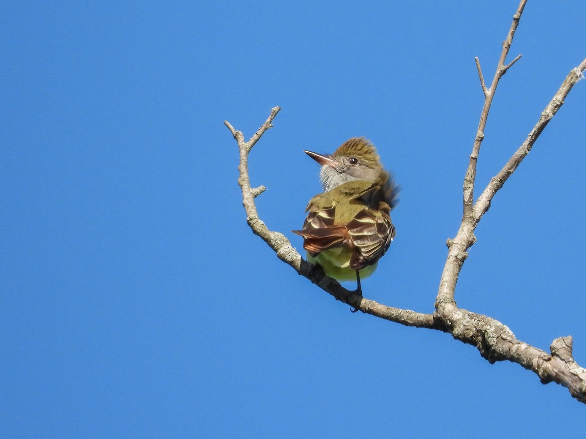 Great Crested Flycatcher - Ellen Star