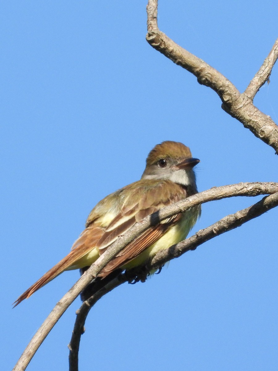 Great Crested Flycatcher - Ellen Star