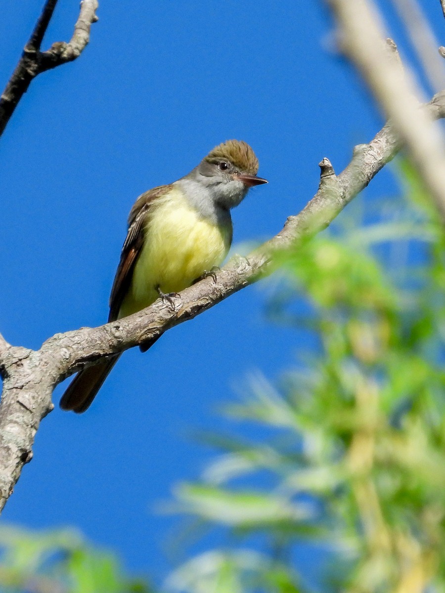 Great Crested Flycatcher - Ellen Star