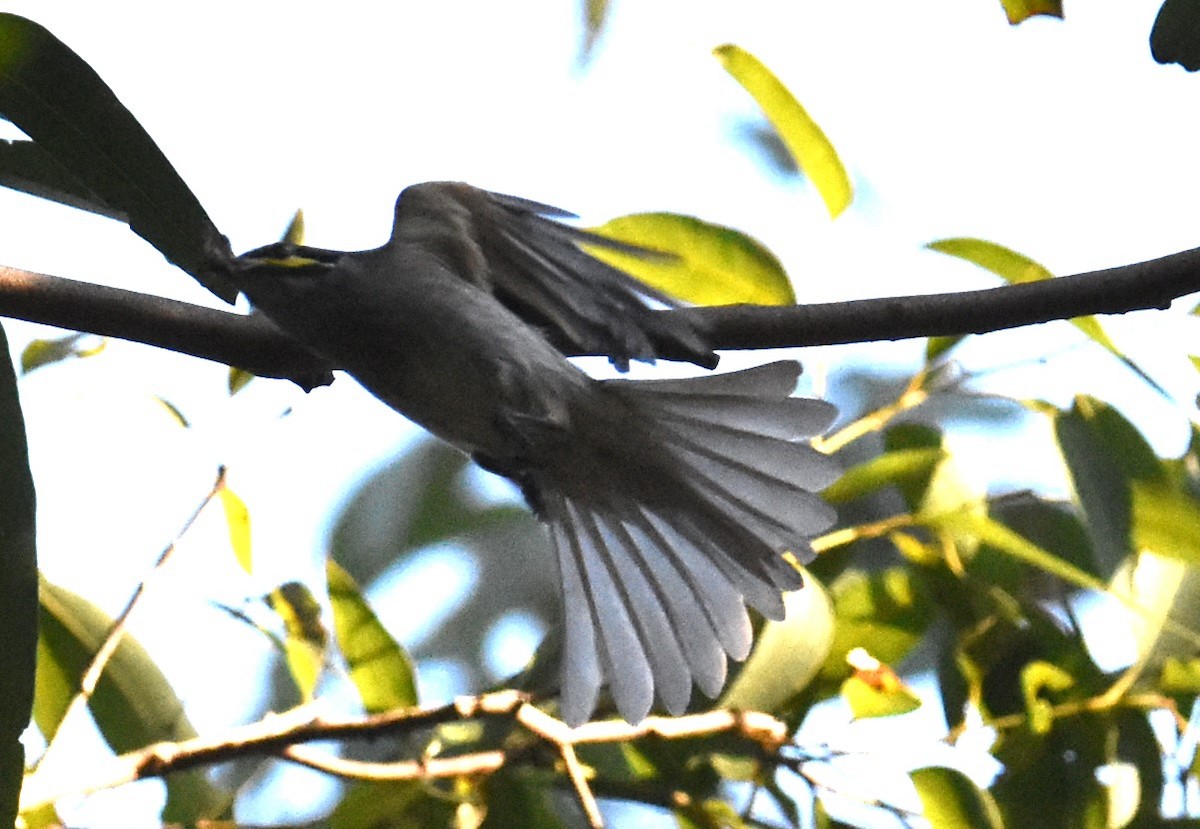 Yellow-faced Honeyeater - Mark Tarnawski