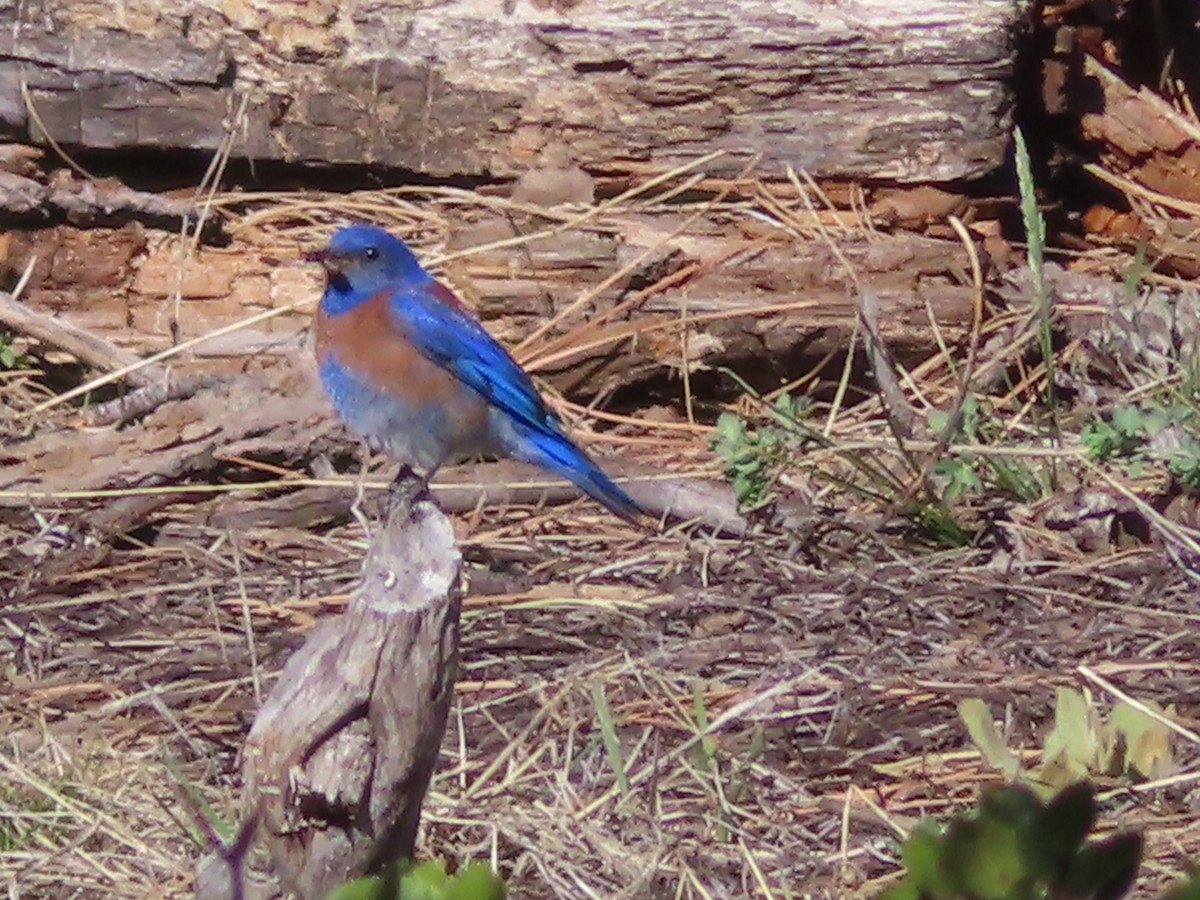 Mountain Bluebird - Ursula  Mitra