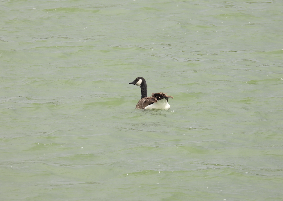 Canada Goose - Barry Stephenson